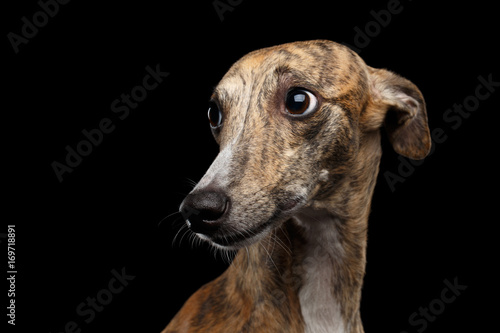 Sad Portrait of Whippet Dog Looks Guilty on Isolated Black Background