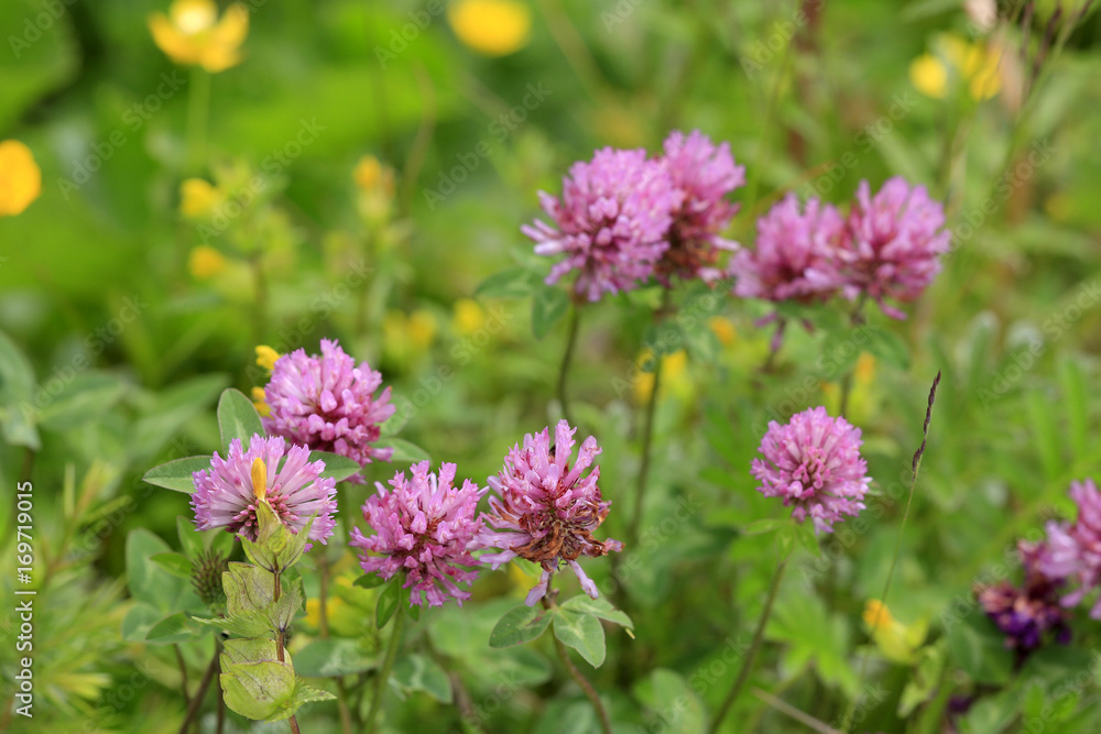 Wiesen-Klee (Trifolium pratense), Rot-Klee Wiesen-Klee (Trifolium pratense), Rot-Klee