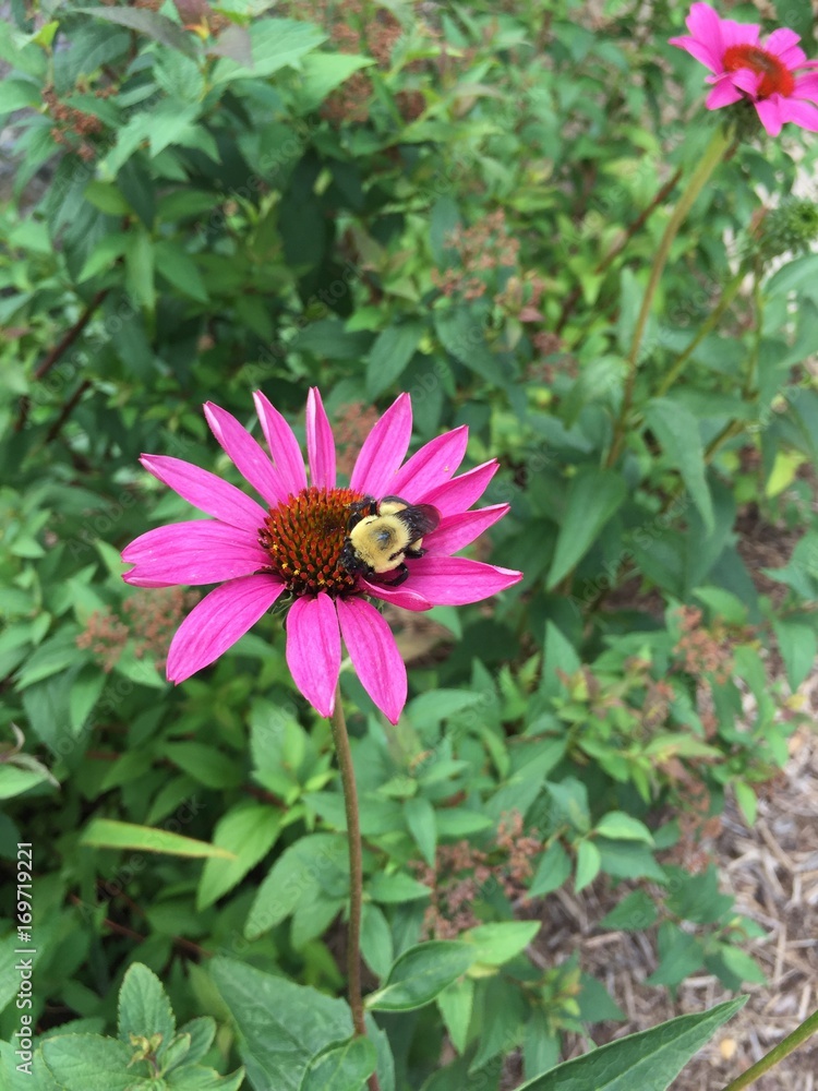 Fototapeta premium bee on purple flower