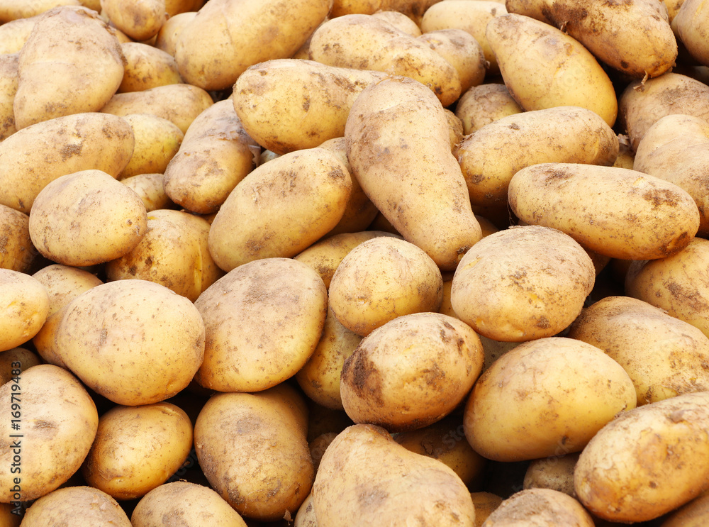 New appetizing potatoes at farmers market New appetizing potatoes at farmers market