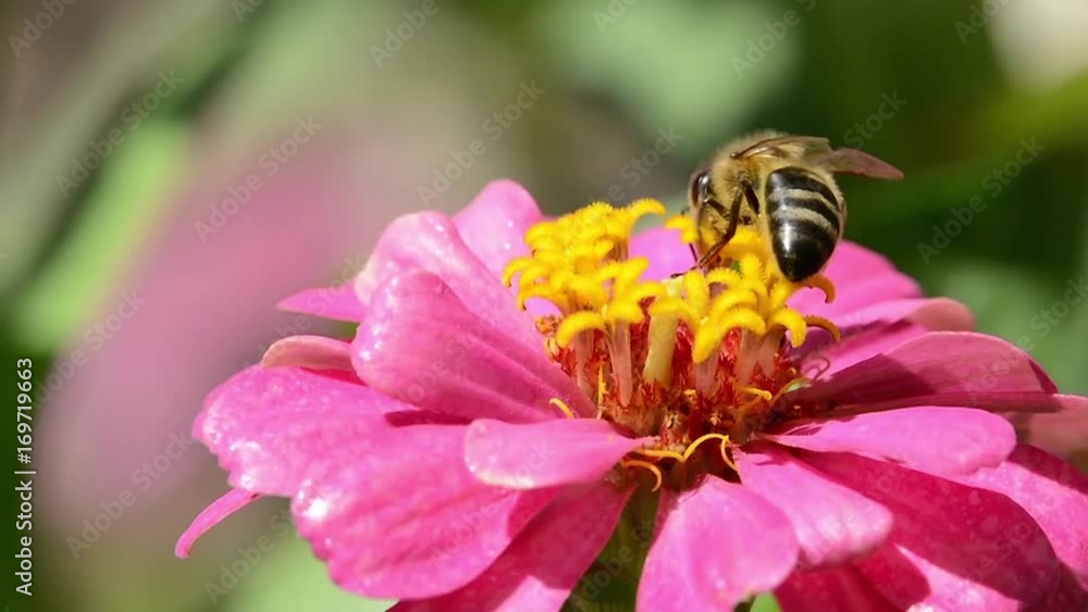 Bee on flower for pollen, close up Bee on flower for pollen, close up