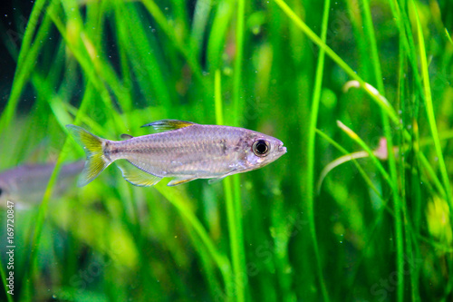 Red Congo Tetra (Alestopetersius brichardi ) swiming in planted tank photo