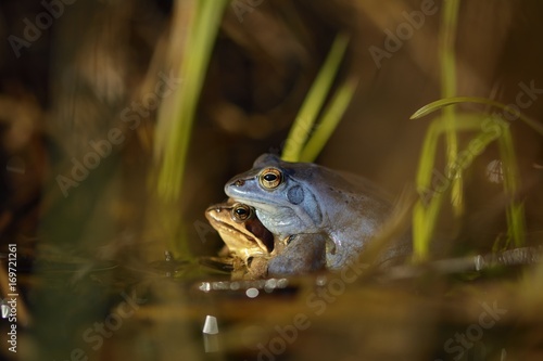 Moor frog in spring (Rana arvalis)