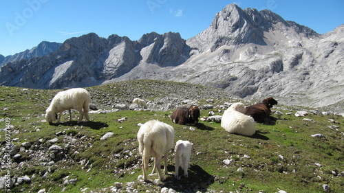 Schafe in den Alpen (Wetterstein/ Reintal/ Zugspitze)