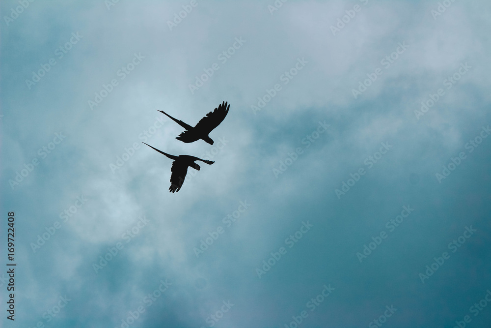 macaw macaw