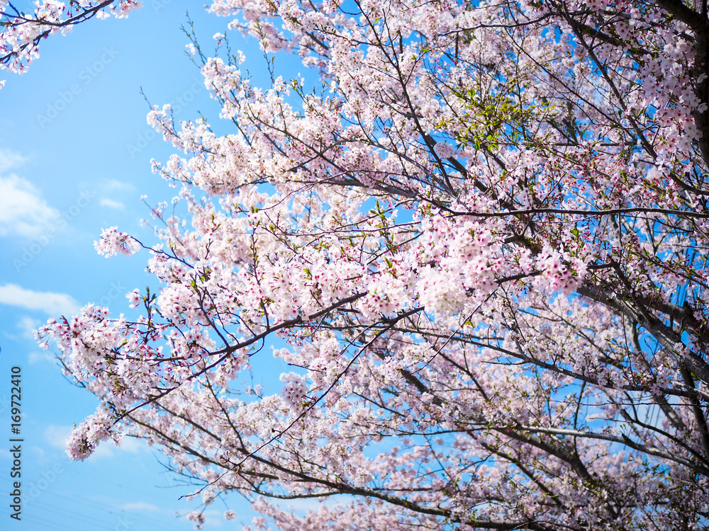 Beautiful and colorfull Cherry blossom, sakura, in Tokyo - Japan with nice blue sky. Beautiful and colorfull Cherry blossom, sakura, in Tokyo - Japan with nice blue sky.