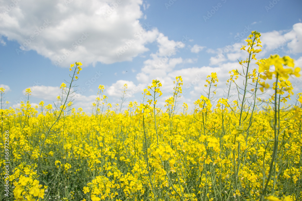 Field of yellow flowering oilseed rape isolated on a cloudy blue sky in springtime (Brassica napus), Blooming canola, bright rapeseed plant landscape at spring. Countryside scene. Agricultural concept Field of yellow flowering oilseed rape isolated on a cloudy blue sky in springtime (Brassica napus), Blooming canola, bright rapeseed plant landscape at spring. Countryside scene. Agricultural concept