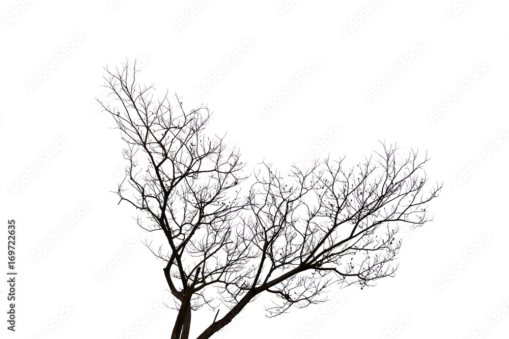 leafless branch or dead tree isolated on white background.