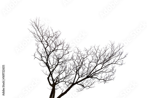 leafless branch or dead tree isolated on white background.