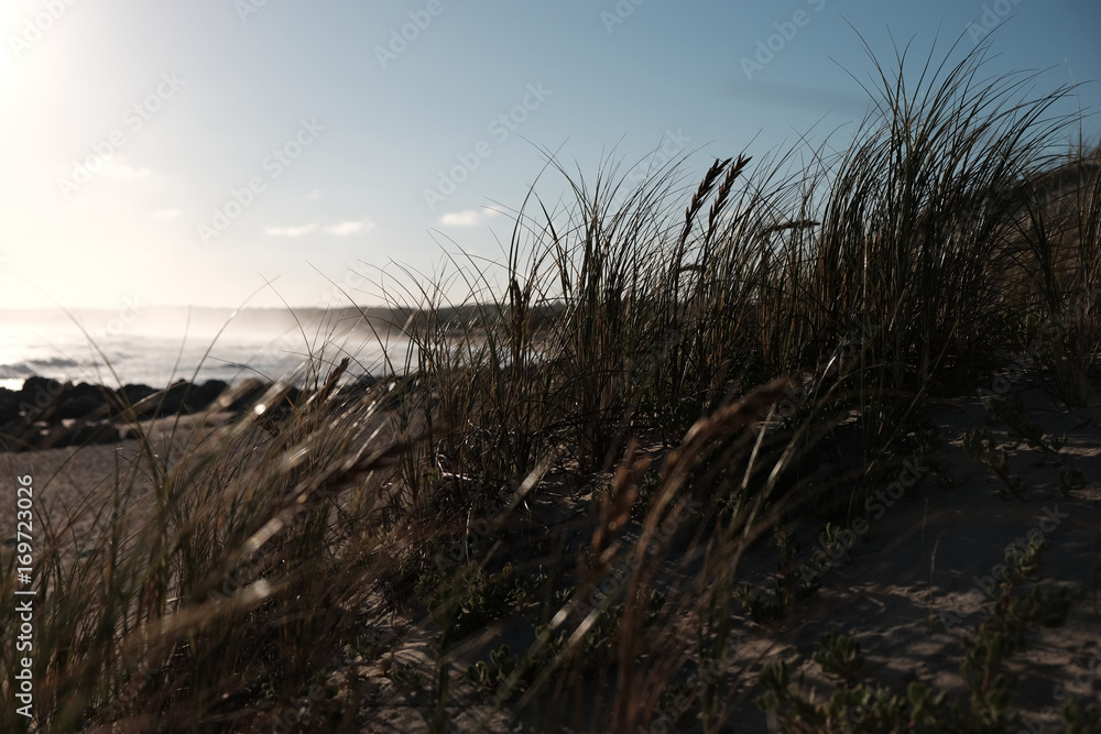 Fototapeta premium Grass blowing in the wind on the beach during winter time.