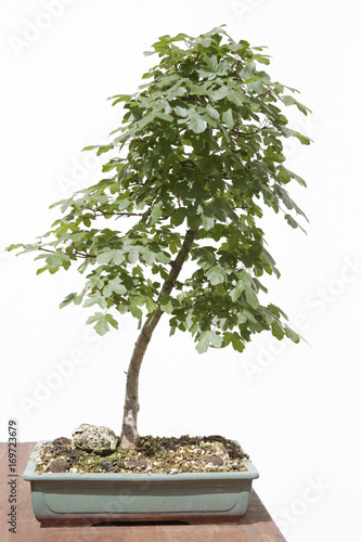 Field maple (acer campestre) bonsai on a wooden table and white background