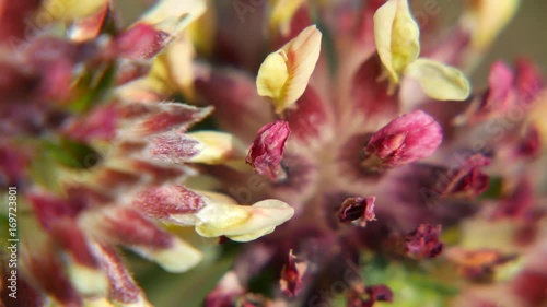 Pistilli di trifoglio