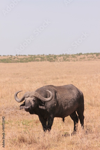 Serengeti wildlife