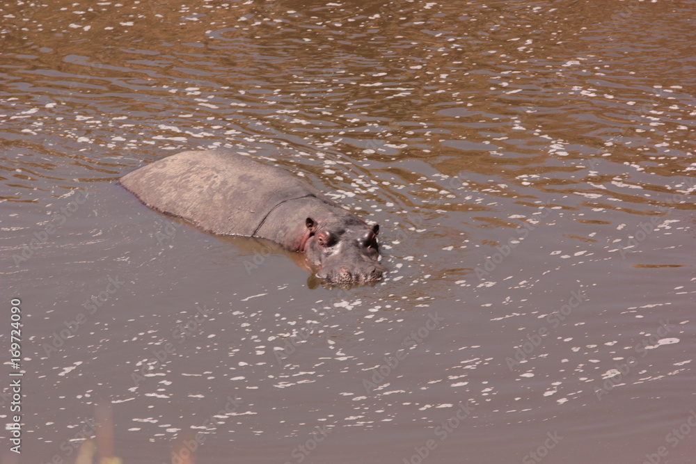 Fototapeta premium Serengeti wildlife