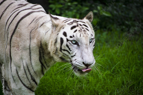 bengal tiger white rare color