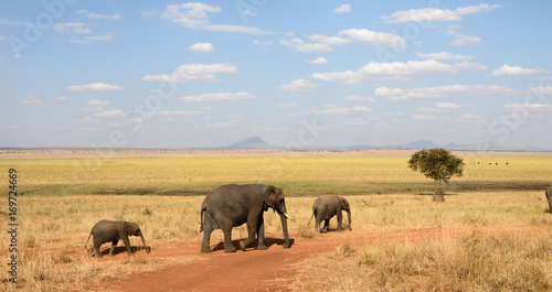 Elefanten ziehen durch die Savanne