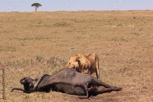 Photography Serengeti wildlife