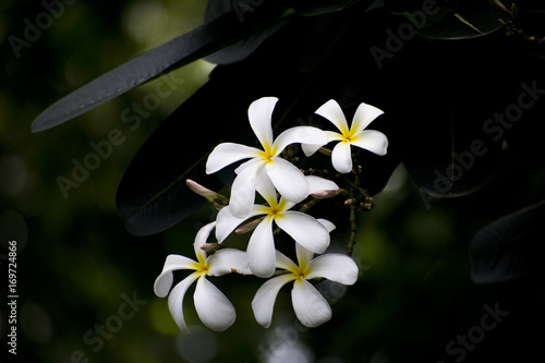 white plumeria