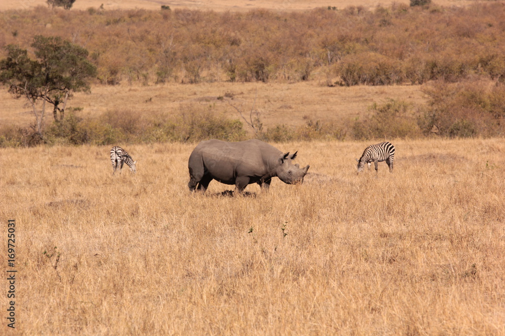 Serengeti wildlife Serengeti wildlife