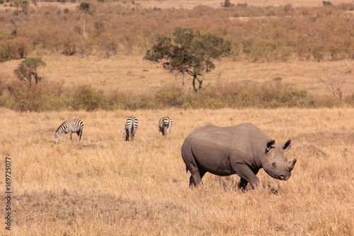 Serengeti wildlife