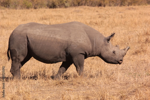 Serengeti wildlife