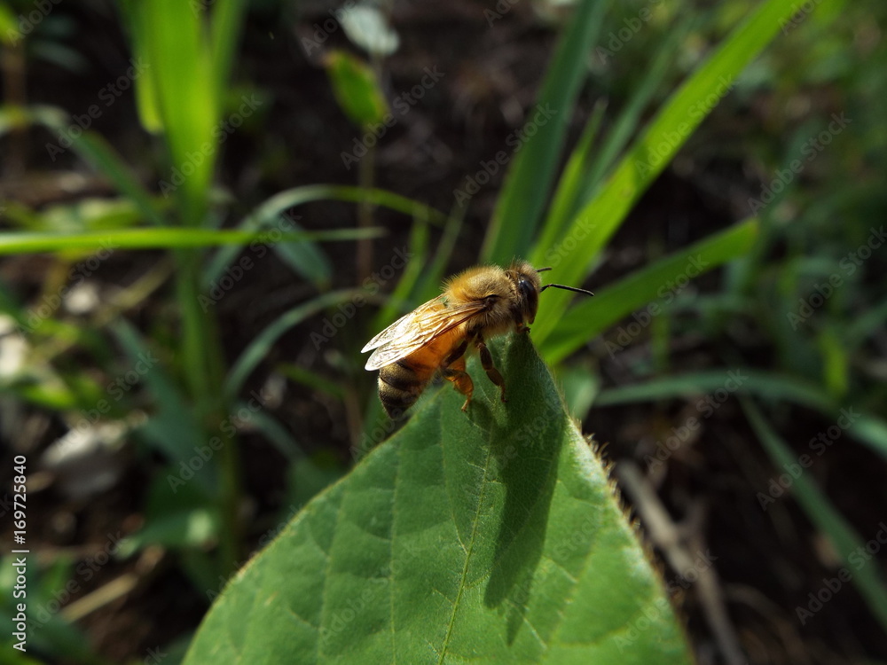 ミツバチ honeybee ミツバチ honeybee