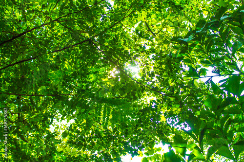 The sun shines in the big green forest is nature.