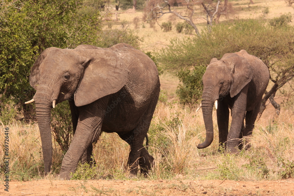 Serengeti wildlife Serengeti wildlife