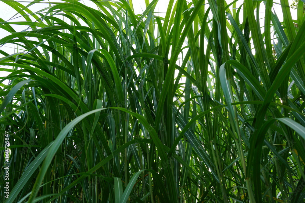Obraz premium Bambus