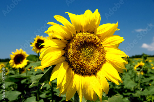 Sunflower closeup . Helianthus .