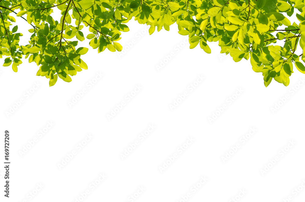 green leaves frame isolated on white background with copy space for text and product design. green leaves frame isolated on white background with copy space for text and product design.
