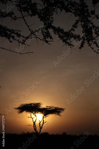 Serengeti wildlife