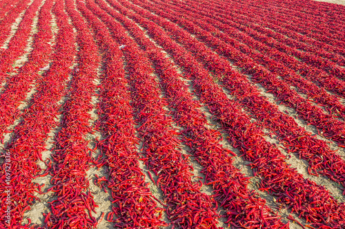 Canvas Print Red chili pepper drying in shertha, Gujarat , India