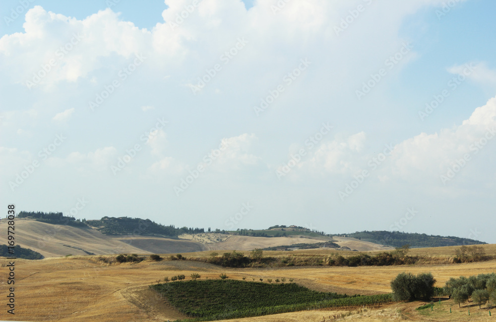 Fototapeta premium Vigneto toscano