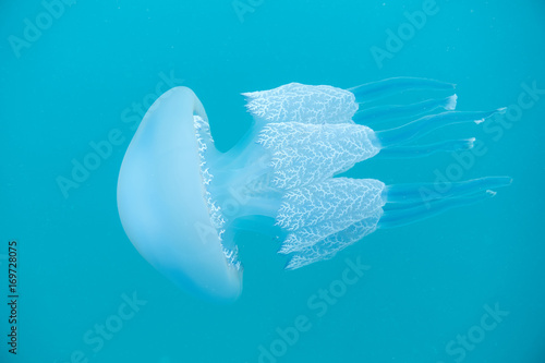 Foto Méduse Rhizostoma pulmo en méditerranée