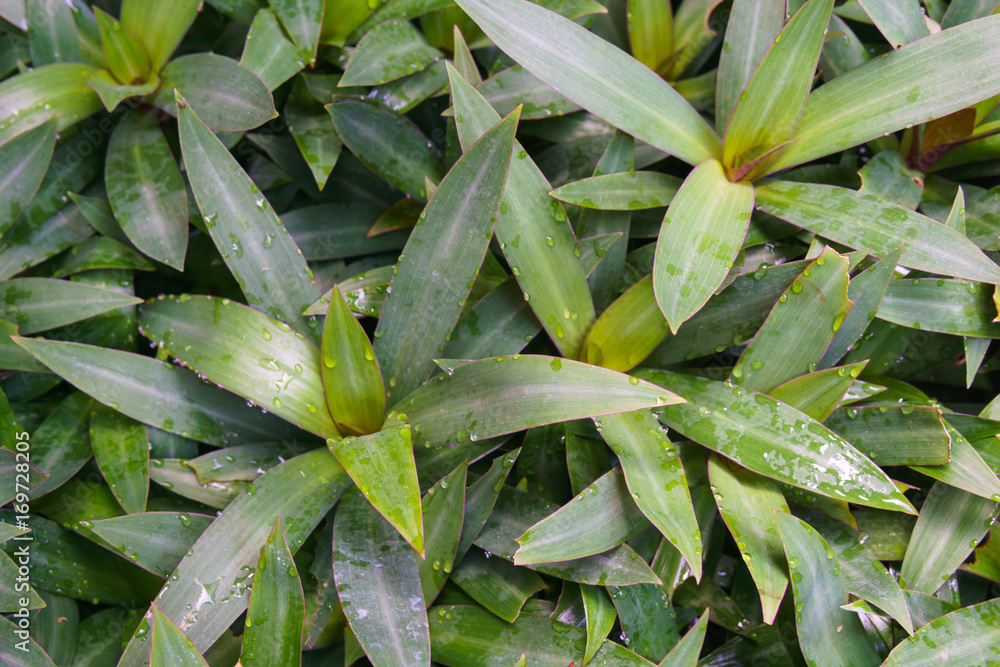 Fototapeta premium Green leaves with drops of rain