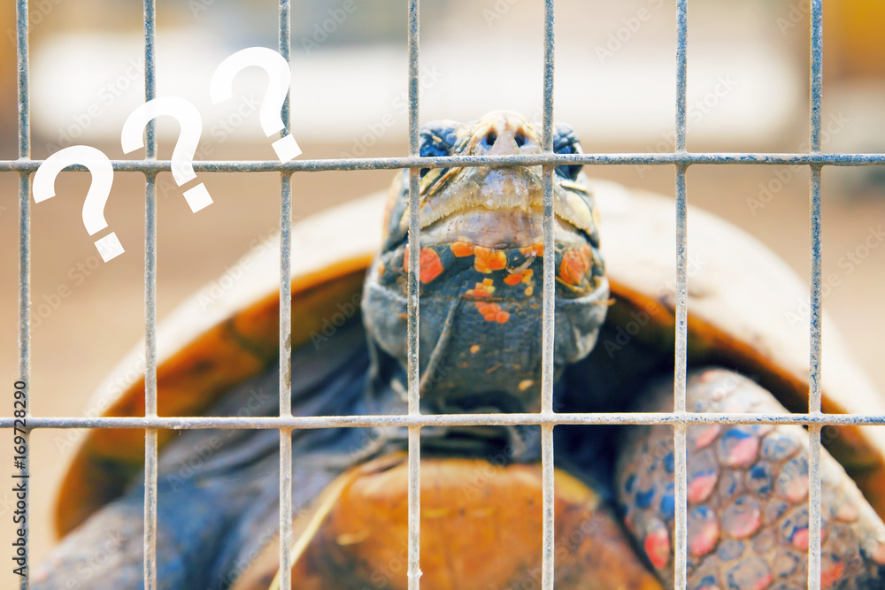 Fototapeta premium Thoughtful tortoise behind bars, question marks 
