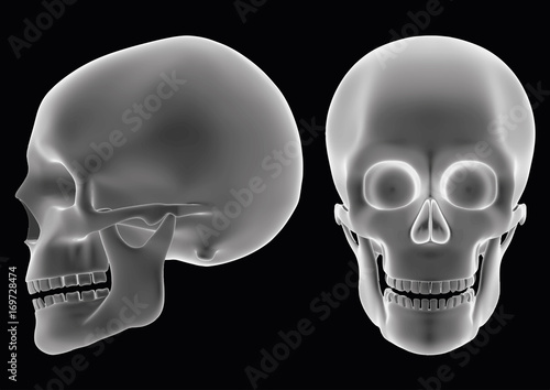 skull over a black background like an hologram or radiograph