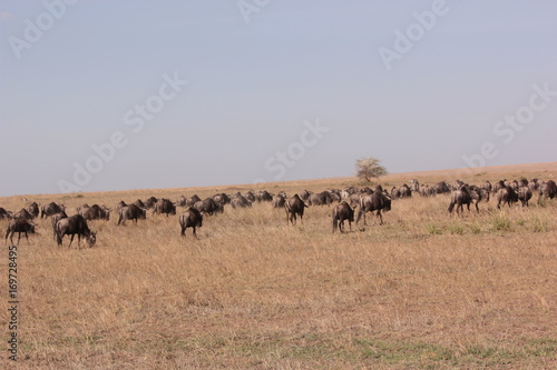 Serengeti wildlife © Marti