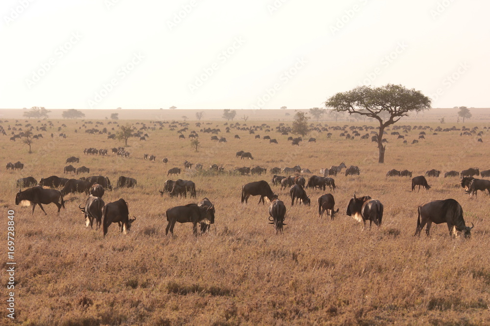 Serengeti wildlife Serengeti wildlife