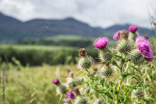 Chardon écossais 01