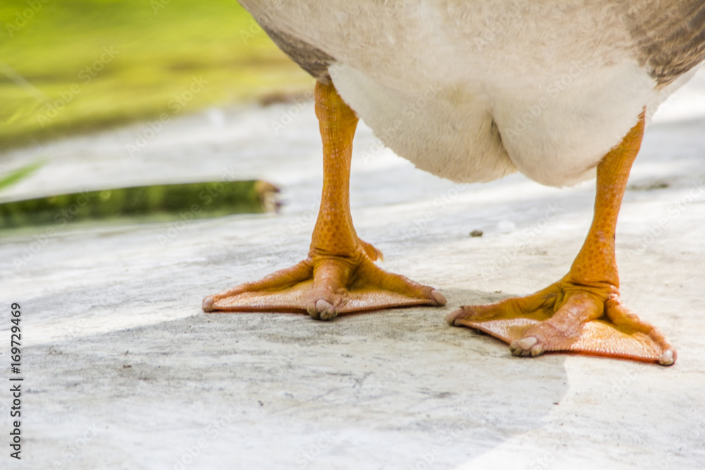 Naklejka premium Duck standing near pond