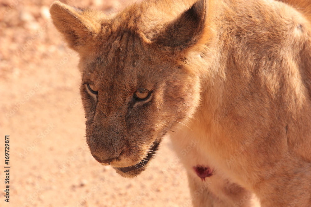 Naklejka premium Serengeti wildlife