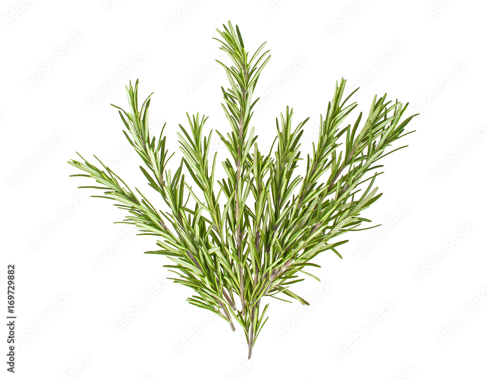Naklejka premium Branches of rosemary on a white background