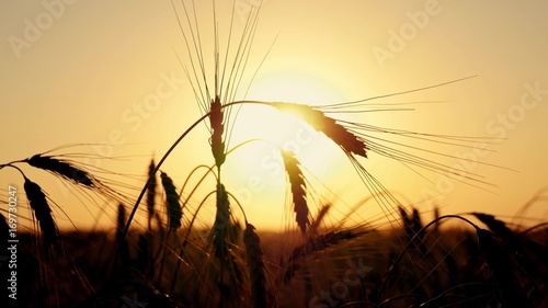 Silhouettes of ears of wheat at sunset.