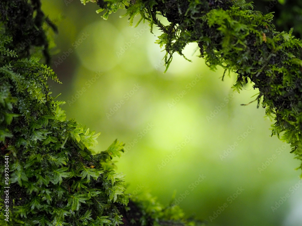 Fototapeta premium Blurred image, fresh green fern leaf and moss grows on a tree in the woods, rain forest nature background