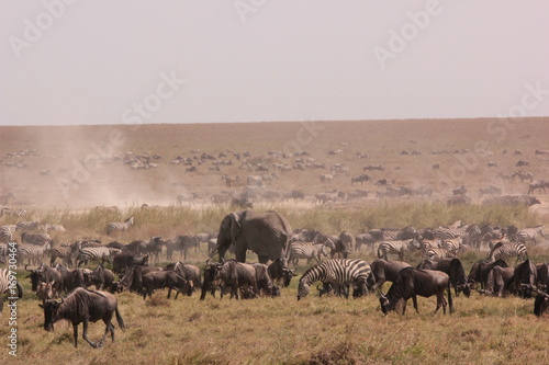 Photography Serengeti wildlife