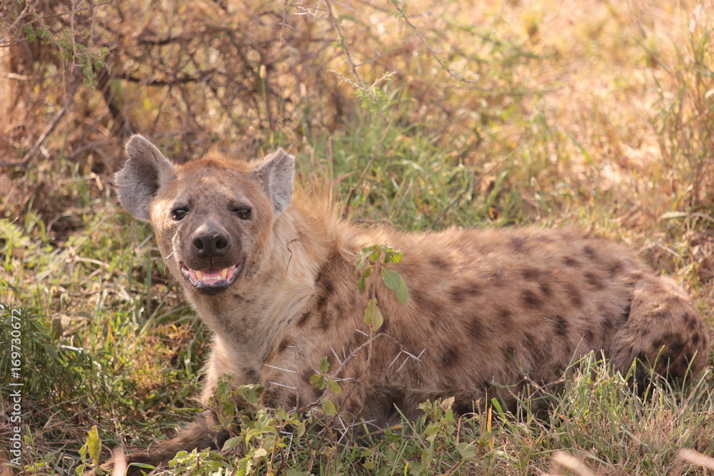 Serengeti wildlife Serengeti wildlife