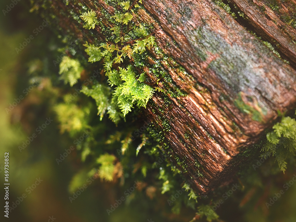 Naklejka premium Blurred image, fresh green fern leaf and moss grows on a tree in the woods, rain forest nature background