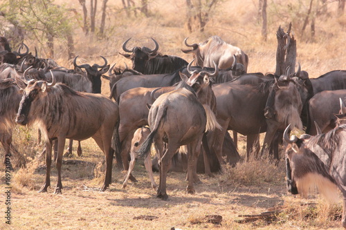 Wallpaper Mural Serengeti wildlife Torontodigital.ca